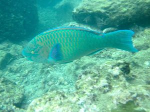 Galapagos_Bartolome_Parrot Fish_Holly Callahan